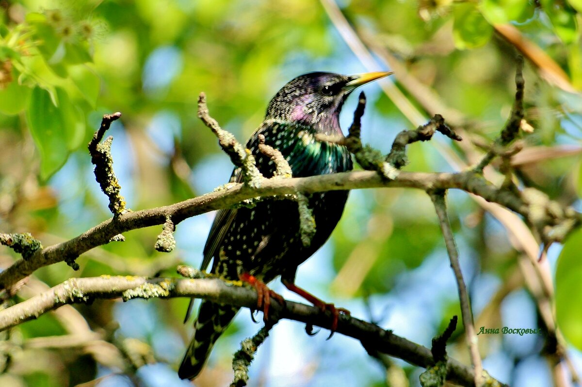 Скворец в моём саду. - Восковых Анна Васильевна Скворец в моём саду. - Восковых Анна Васильевна