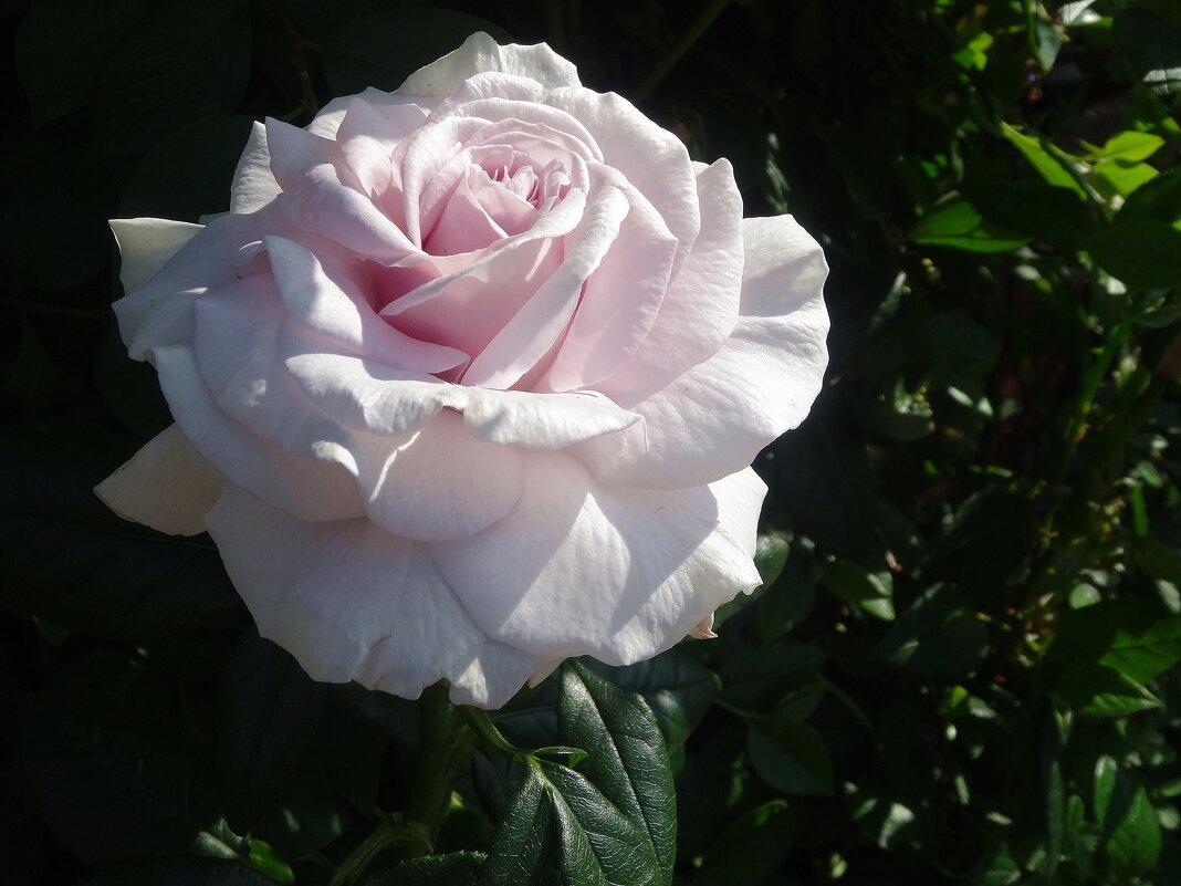 Нежность розы - Лидия Бусурина