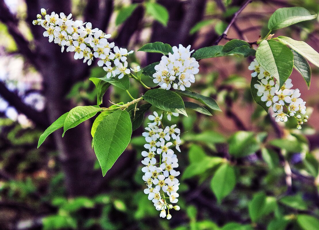 Июнь...Зацвела городская черемуха! - Владимир 