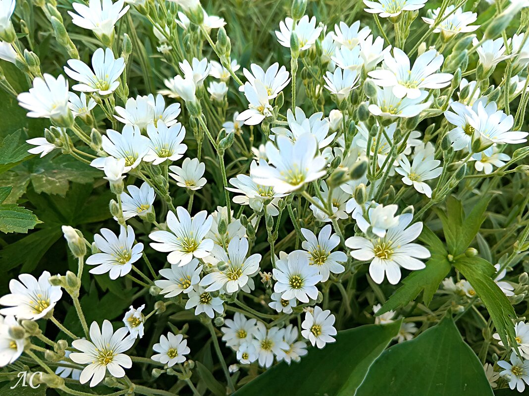 Ясколка - Любовь Сахарова