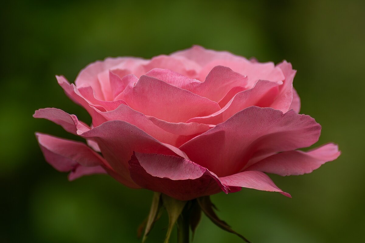 Роза - Игорь Сикорский