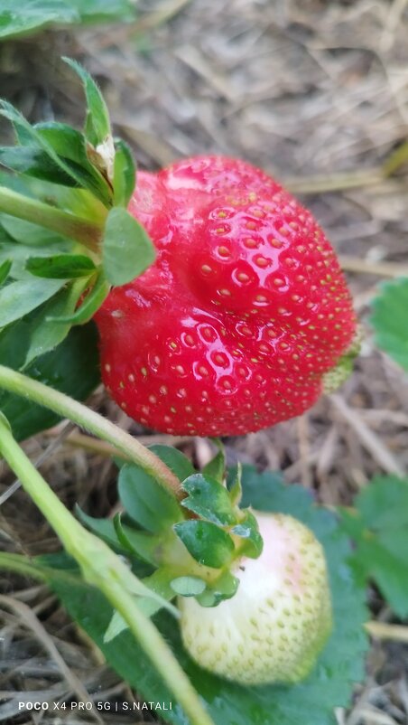 Клубничка - Наталья Штанулина