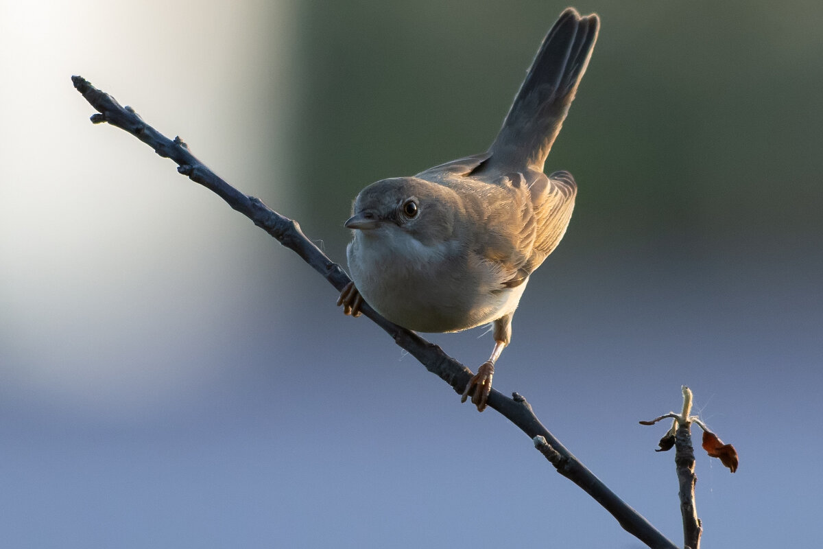 *** - Виталий Емельянов