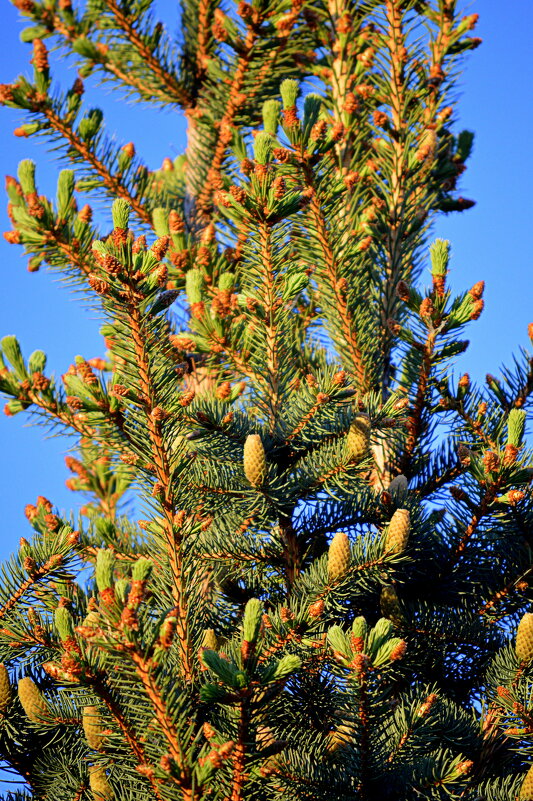 Первые шишечки ) - Татьяна Лютаева