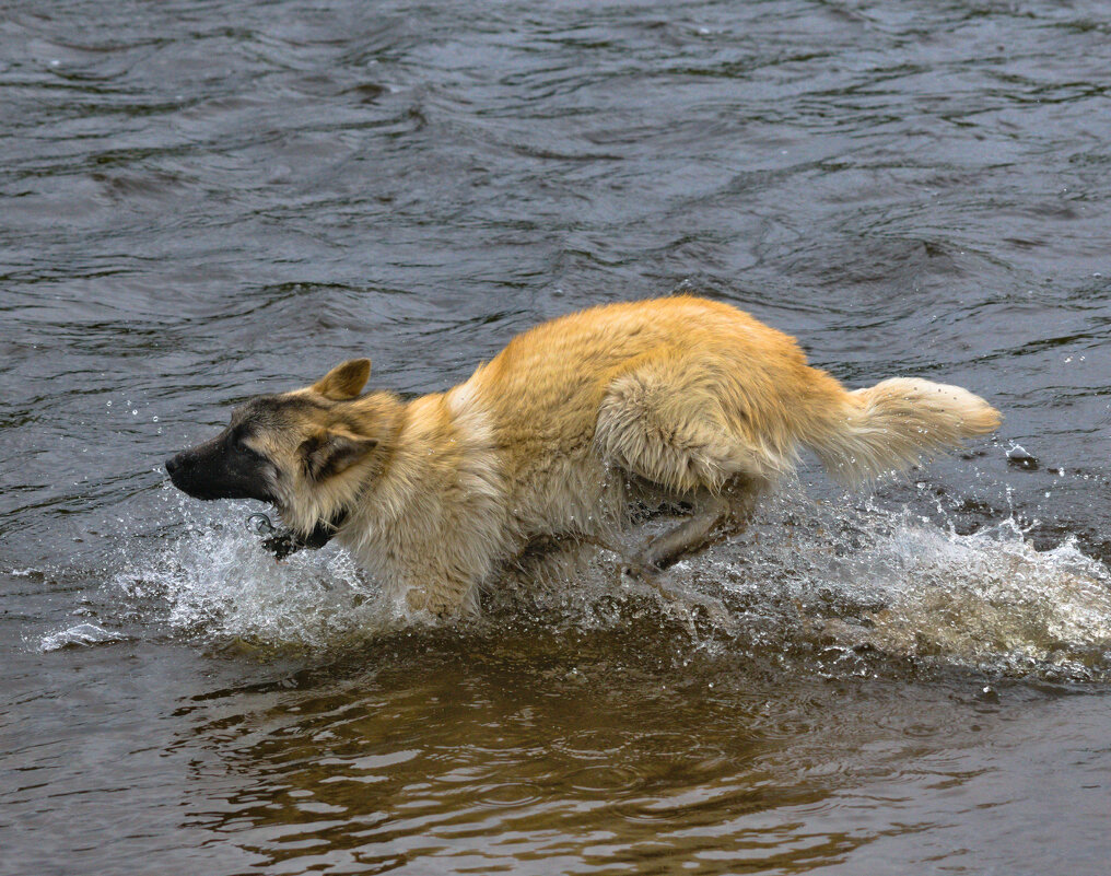 Бегущий по воде - Сергей Шаврин