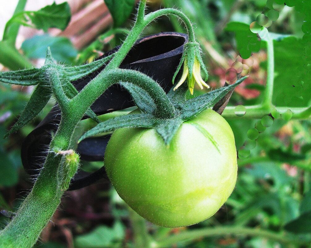 Помидорки начали расти - Людмила Смородинская