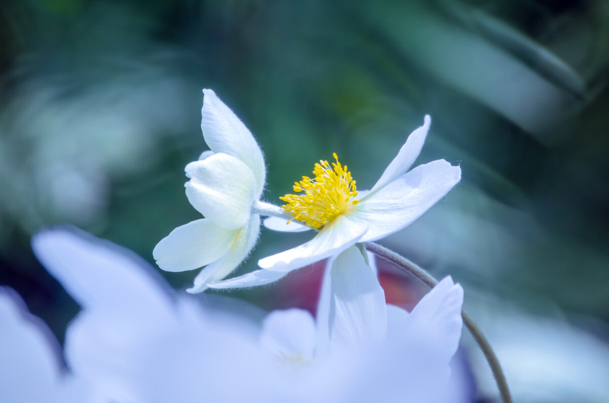 Нежность - Lyubov Busova