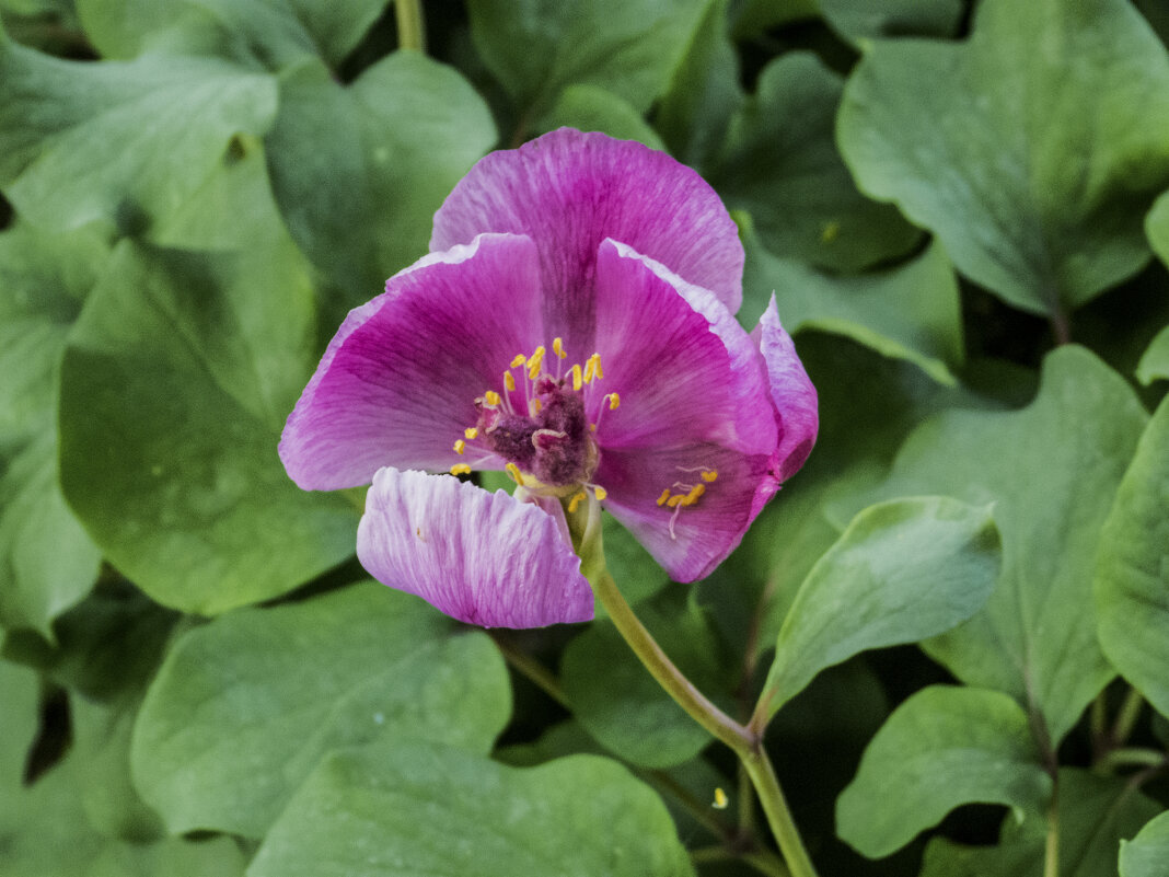 Пион  лесной  Крымский - Валентин Семчишин