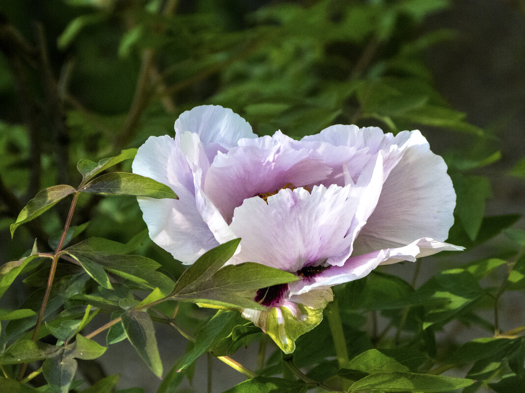 Древовидный пион - Валентин Семчишин Древовидный пион - Валентин Семчишин