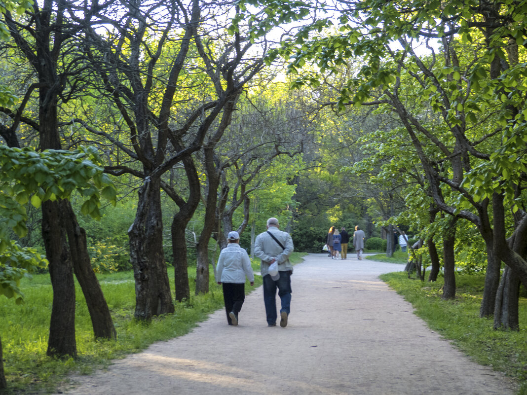 Аллея в ботаническом саду Н В Багрова - Валентин Семчишин