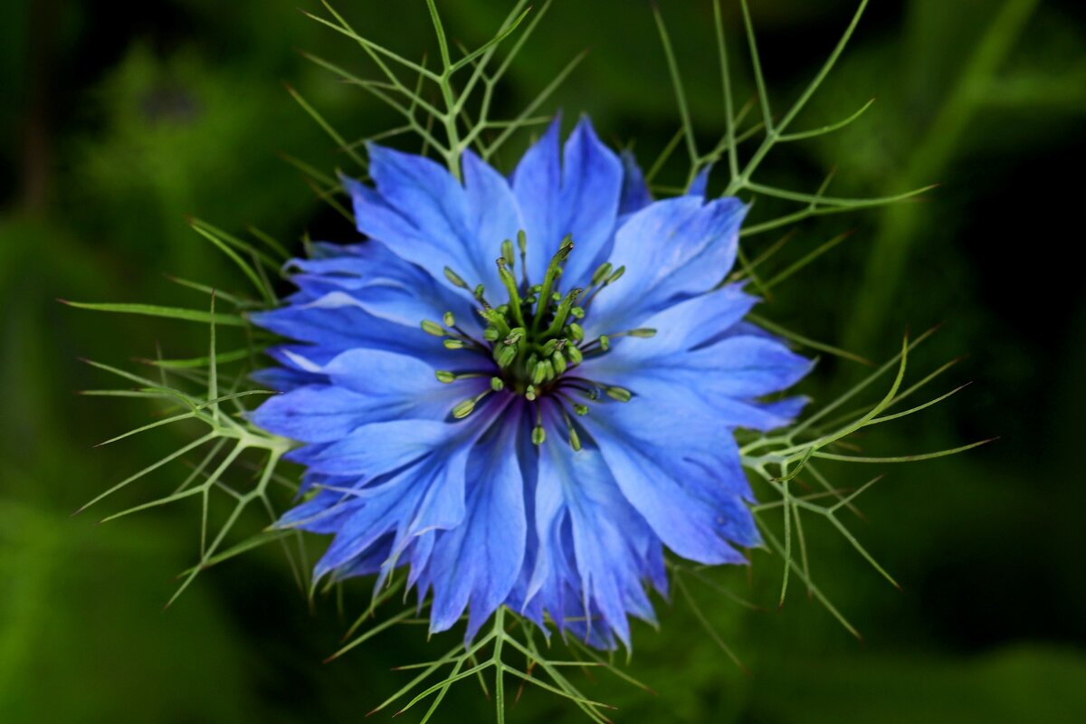 Цветочная система - Юрий. Шмаков