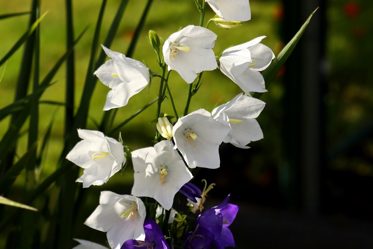 Доброе утро - Юрий. Шмаков