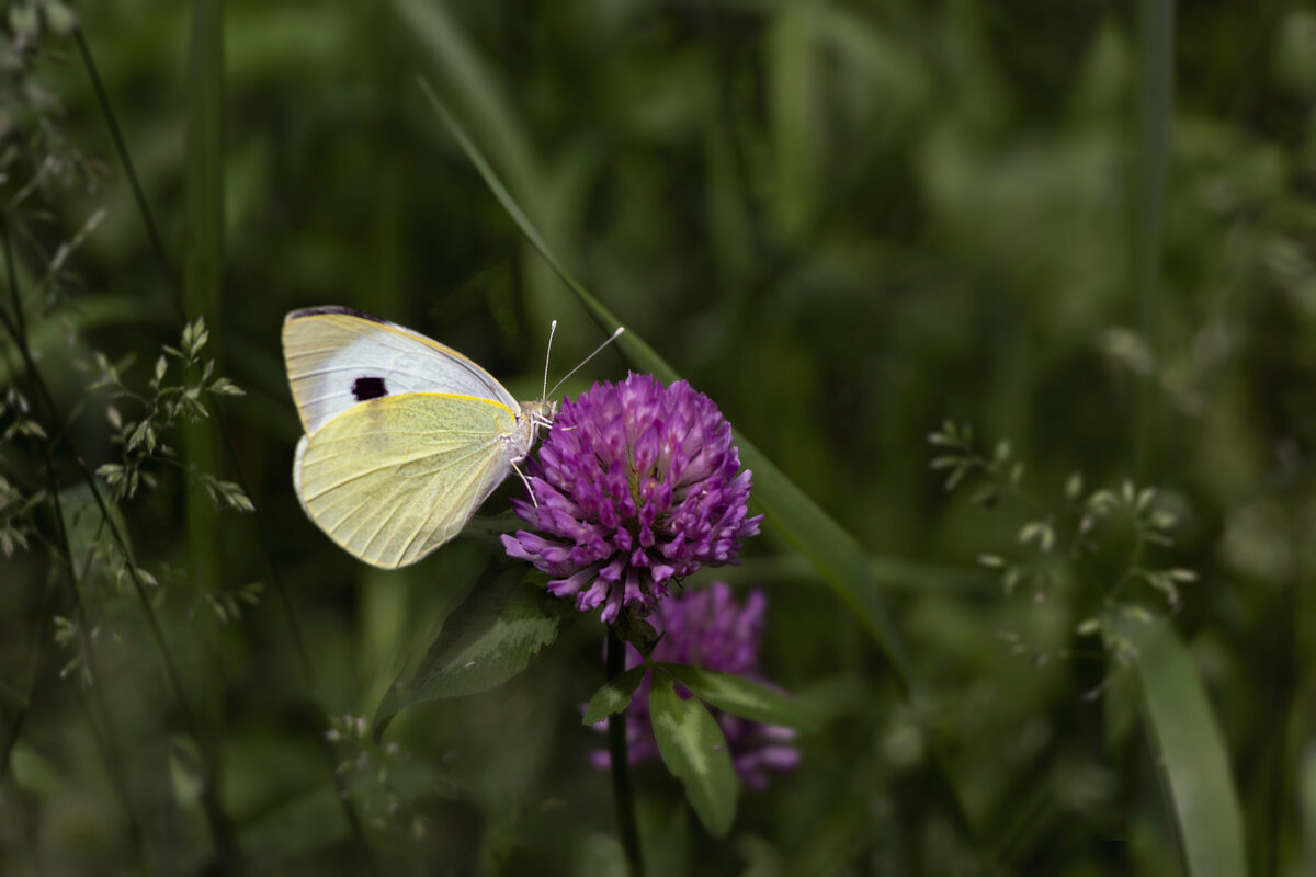 Лето,бабочка,нектар - LudMila 