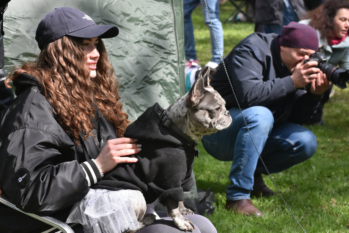 Москва. Парад французских бульдогов в усадьбе «Воронцово». - Наташа *****