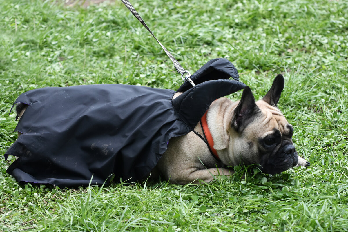 Москва. Парад французских бульдогов в усадьбе «Воронцово». - Наташа *****