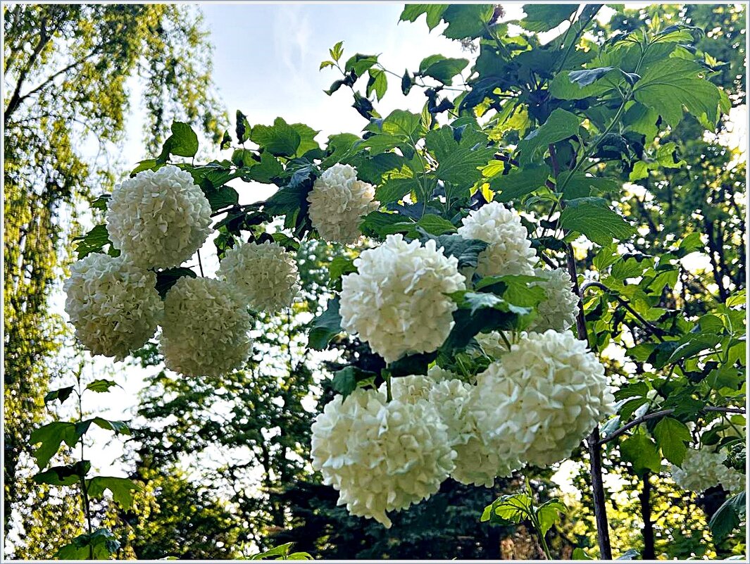 ******** - Валерия Комова