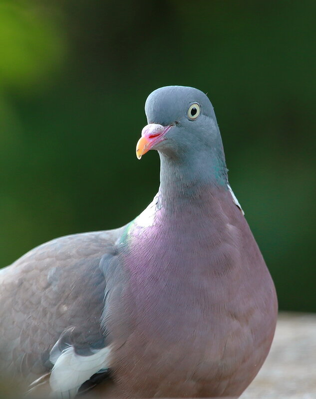 ВЯХИРЬ - Andrey Bragin 