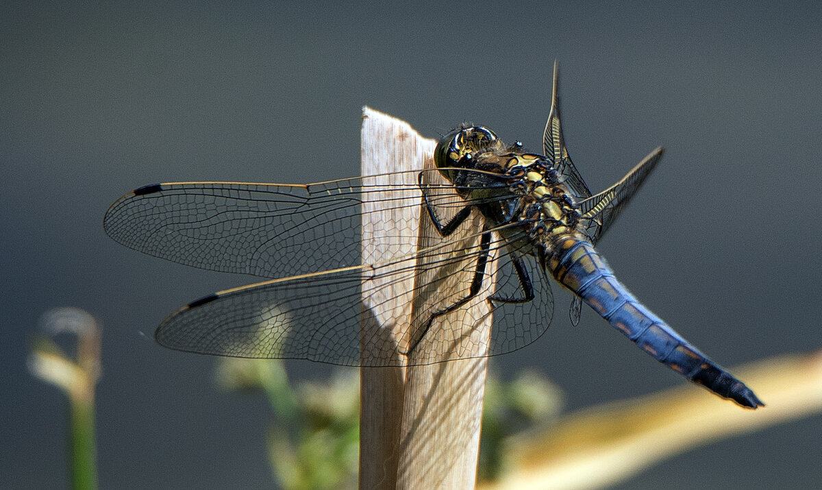 *** - Владимир Безбородов