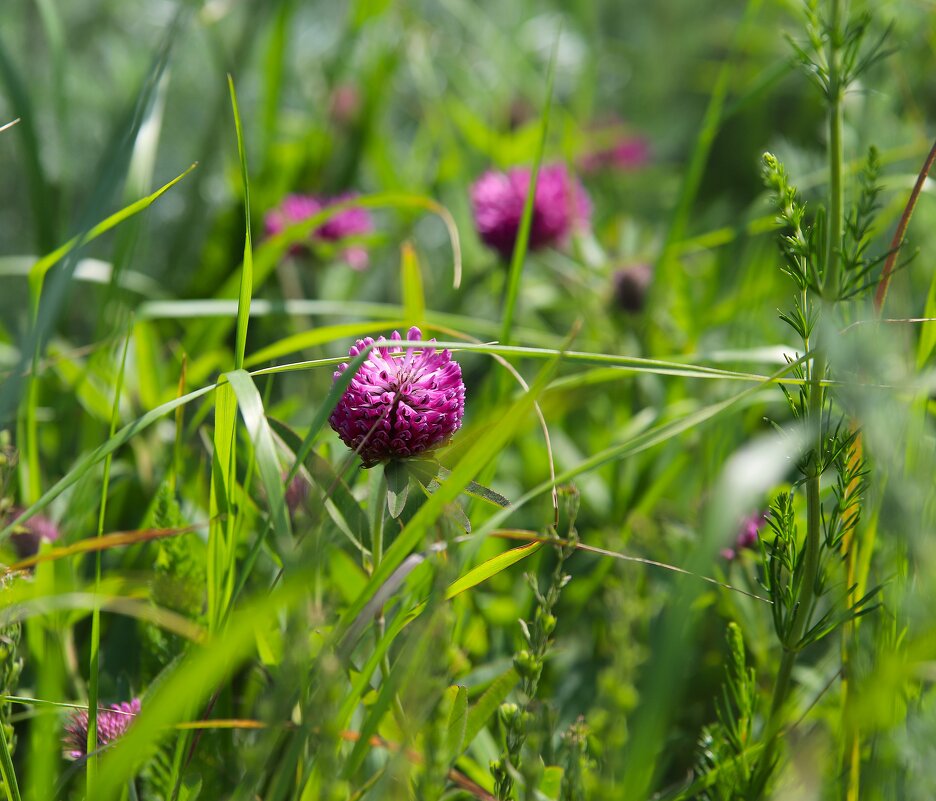 Дикоросы Ставропольской возвышенности - Evgeny Mameev Дикоросы Ставропольской возвышенности - Evgeny Mameev