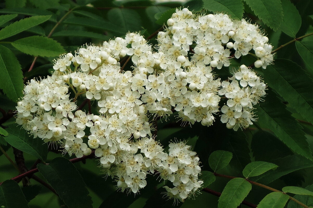 Цветет Рябина - Рита Симонова