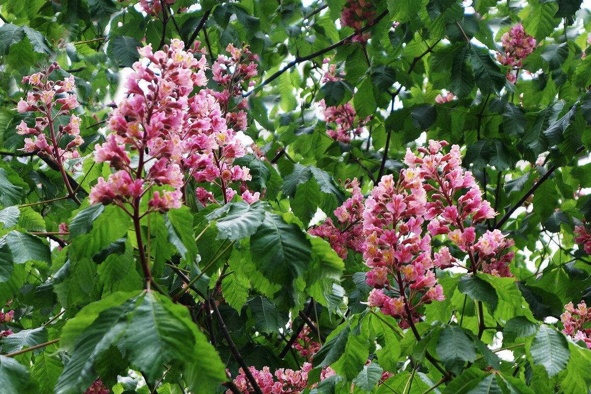 Цветет Каштан красный - Рита Симонова