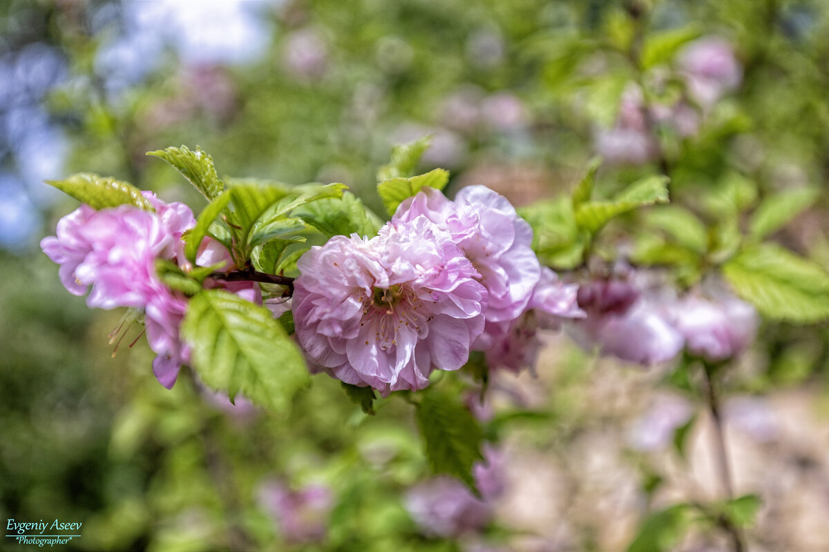 Настроение - весна ) - Евгений Настроение - весна ) - Евгений