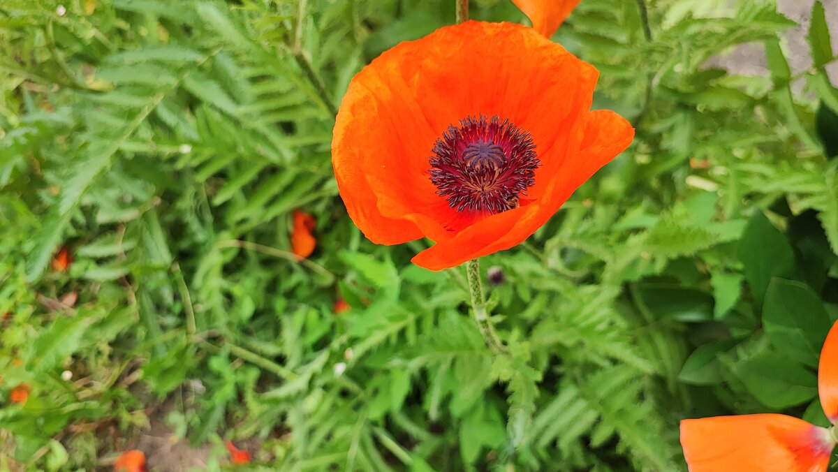 ,,, - Сергей Тимоновский