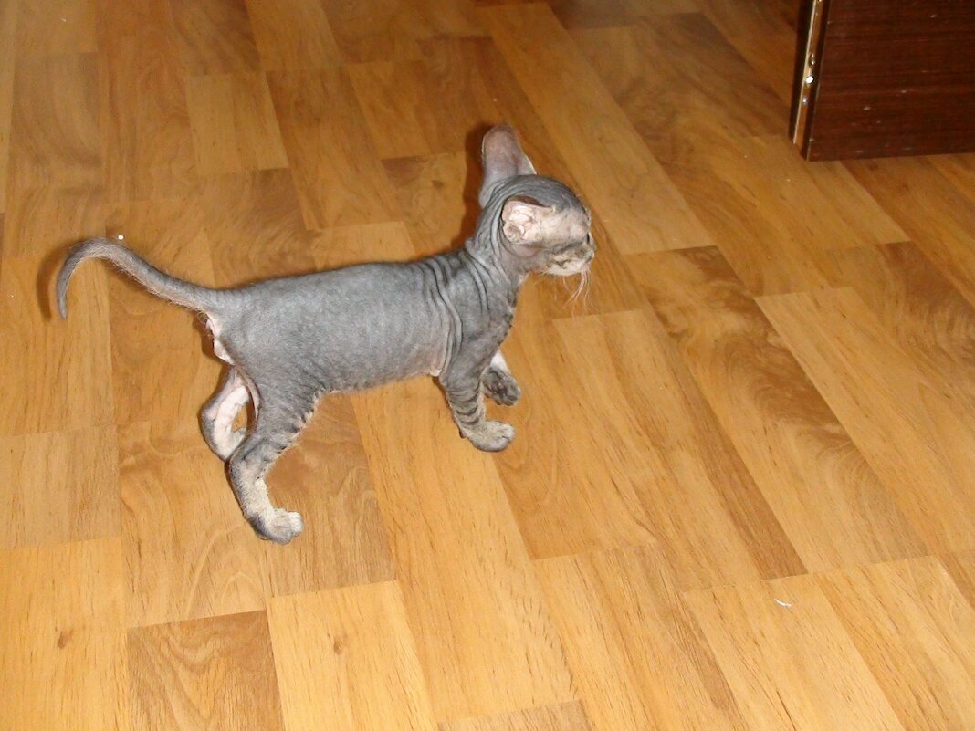 Он не играет в футбол, но зовут его Бэкхем! - Владимир Смольников