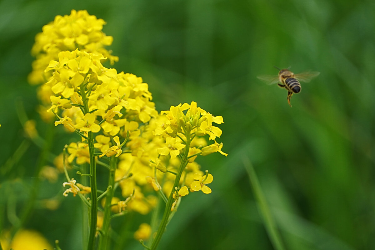 На сурепку! - Галина Кан