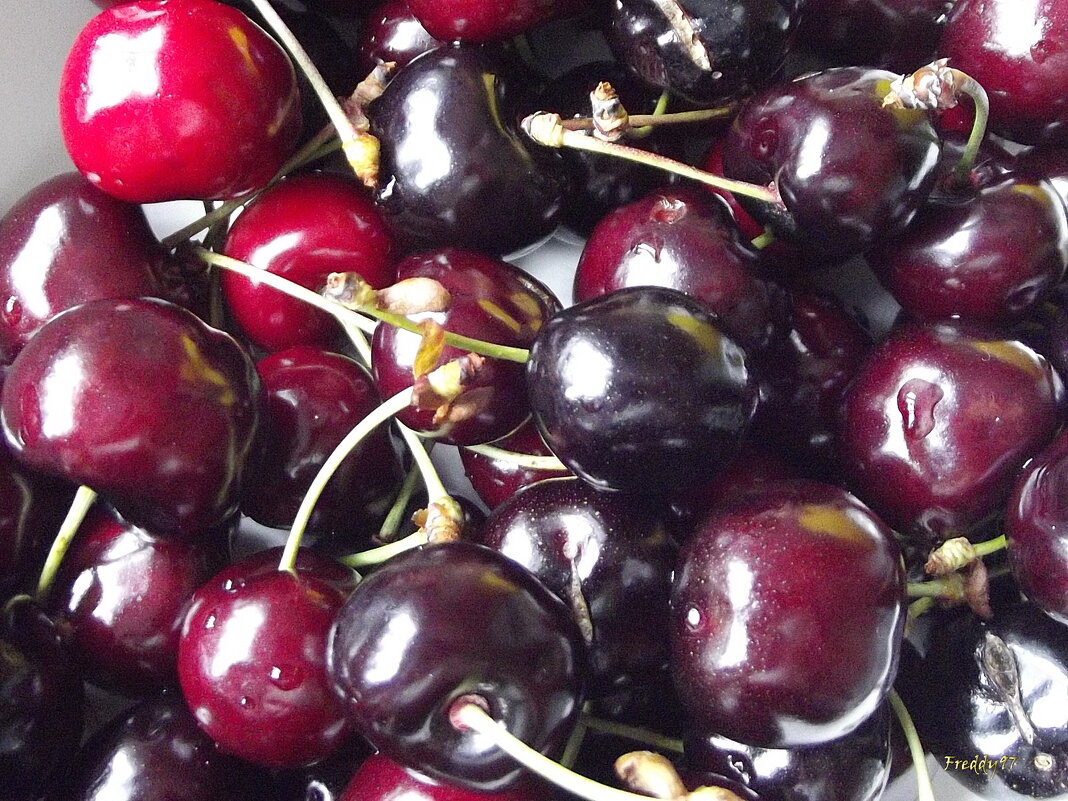 Черешня - Freddy 97 Черешня - Freddy 97