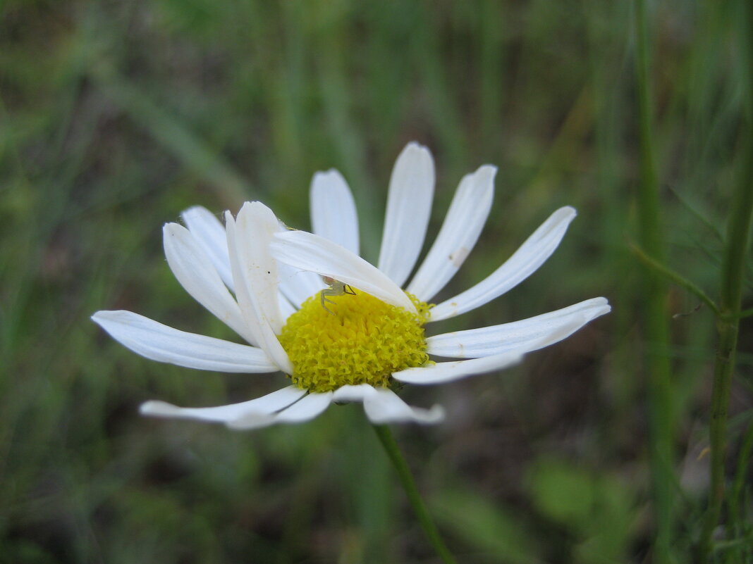 Спрятался - Anna Ivanova