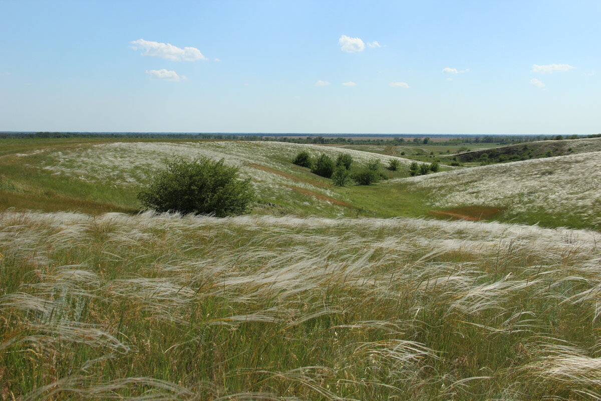 Ковыль. - Виктор Ковыль. - Виктор