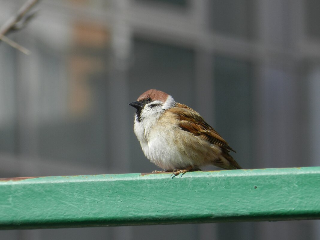 Воробей полевой - Александр Кольцов Воробей полевой - Александр Кольцов