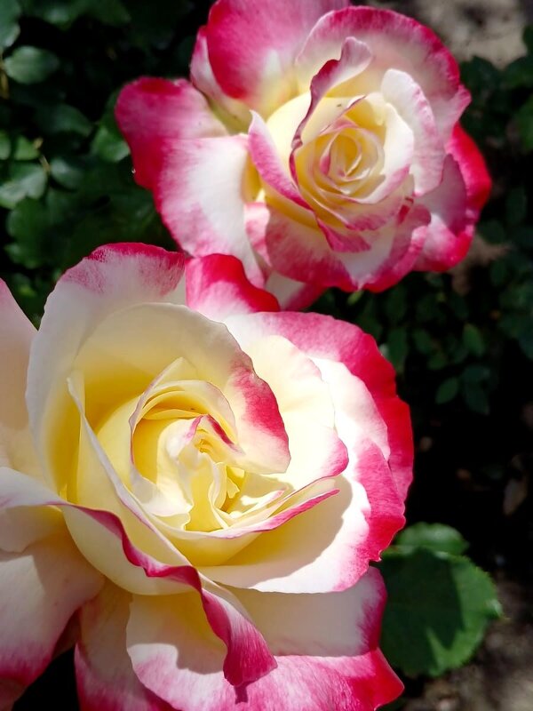 Солнечные ванны для прекрасной розы... - tatyana 