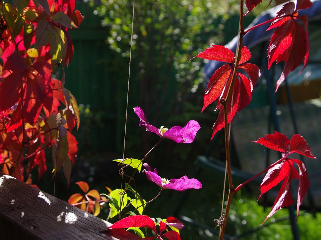 Разноцветие - Сергей Швечков