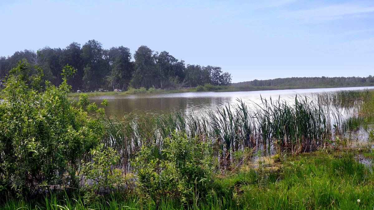 Болотце у дороги. - Анатолий Анищик