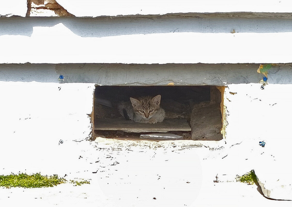 Котенок в подвале - Andrew Котенок в подвале - Andrew