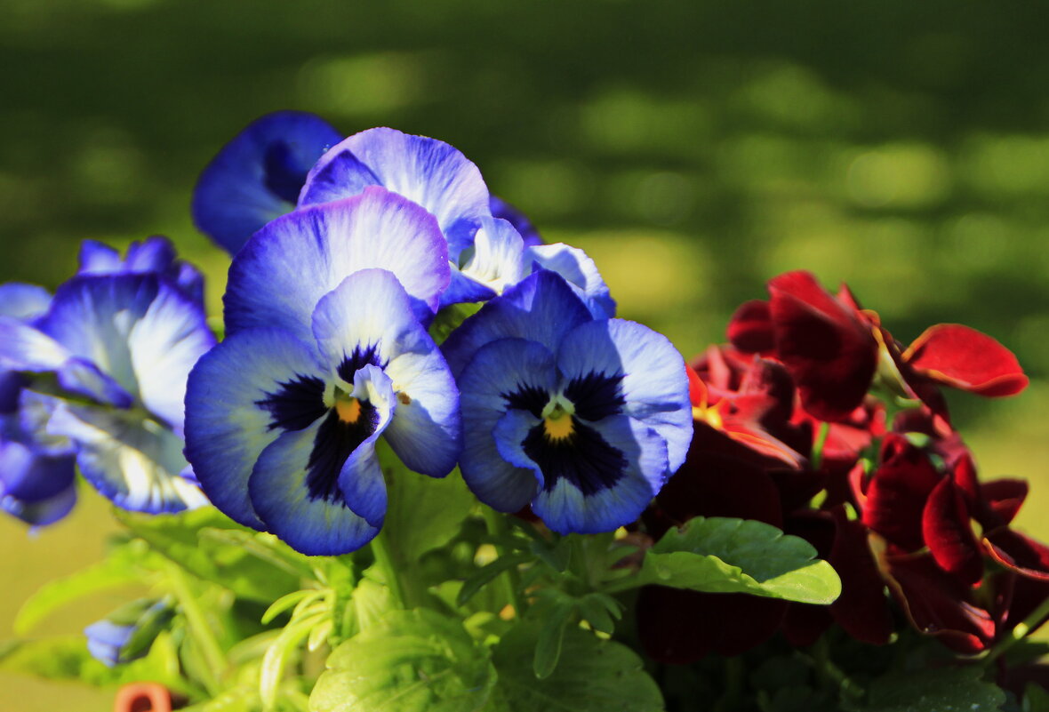 Разбросало лето свои краски... - Татьян@ Ивановна Разбросало лето свои краски... - Татьян@ Ивановна