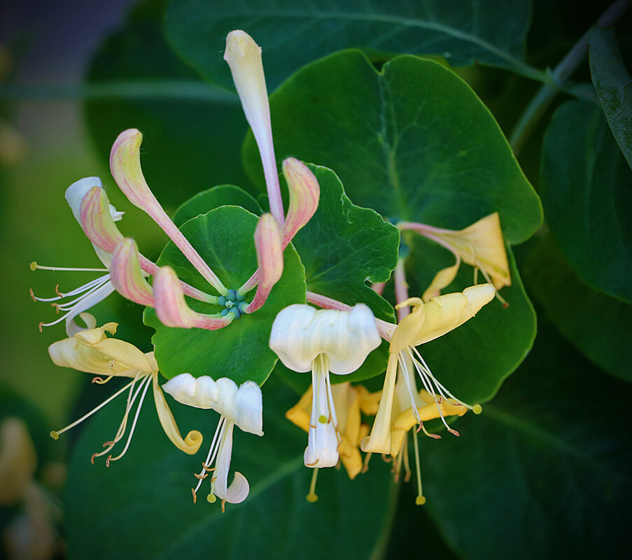 Балеринки - Светлана Балеринки - Светлана