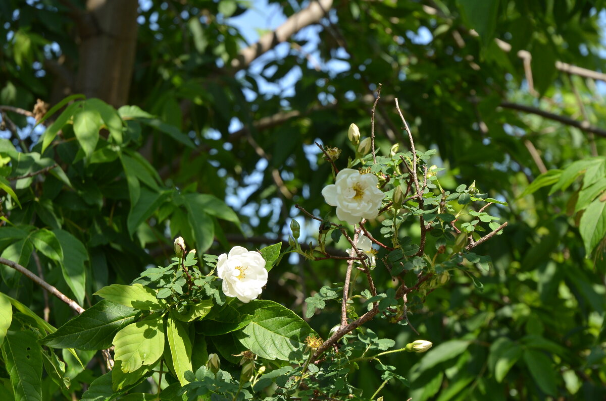 Шиповник белый махровый - Oleg4618 Шутченко