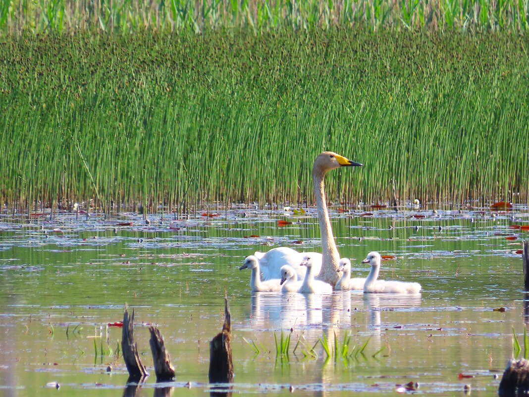 Кликуны. - Ольга Митрофанова Кликуны. - Ольга Митрофанова