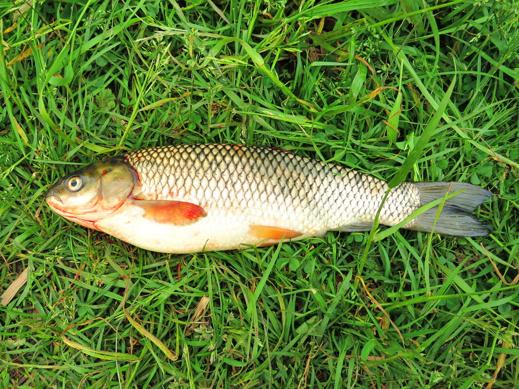 Рыбка из улова - Андрей Снегерёв Рыбка из улова - Андрей Снегерёв