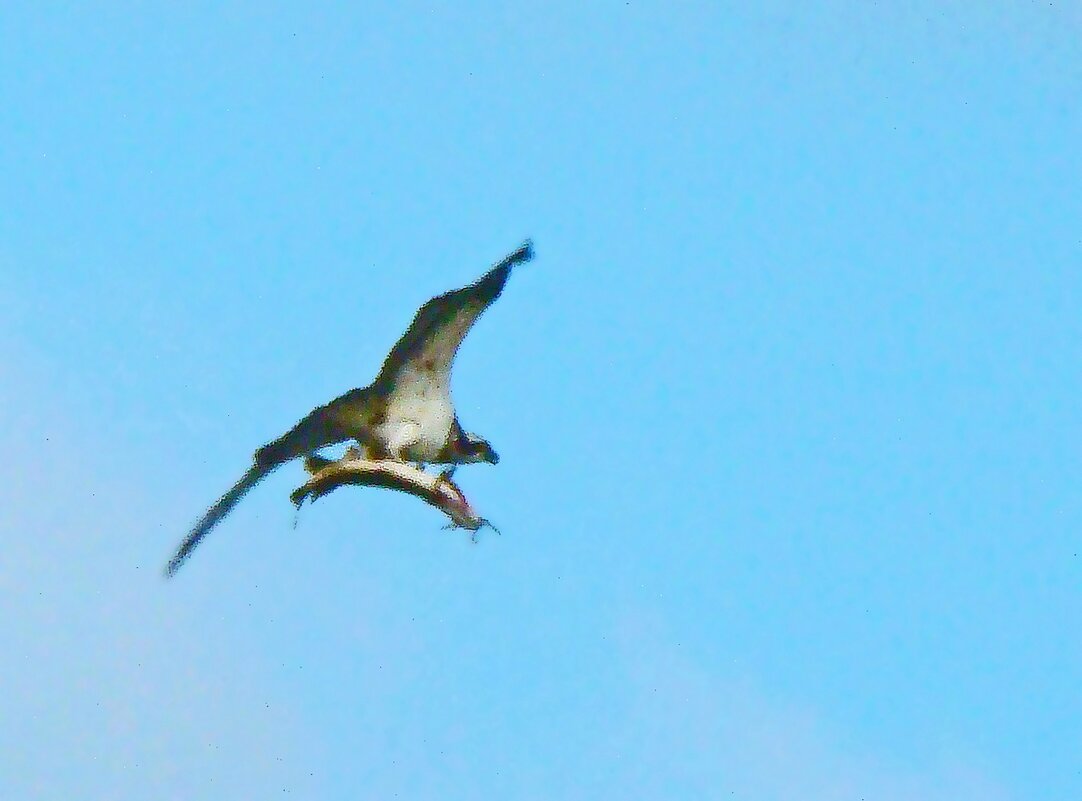 скопа и сом - gawrilа - dan