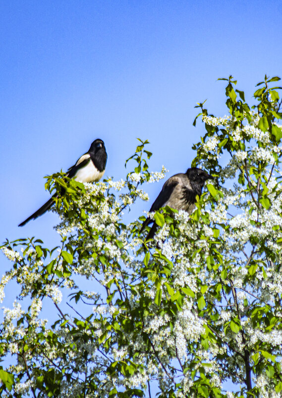 подруги. - petyxov петухов подруги. - petyxov петухов