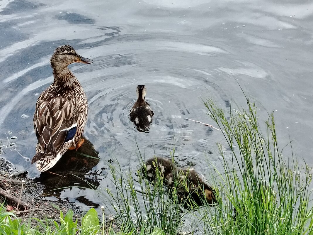 Пестрая уточка - Надежда 