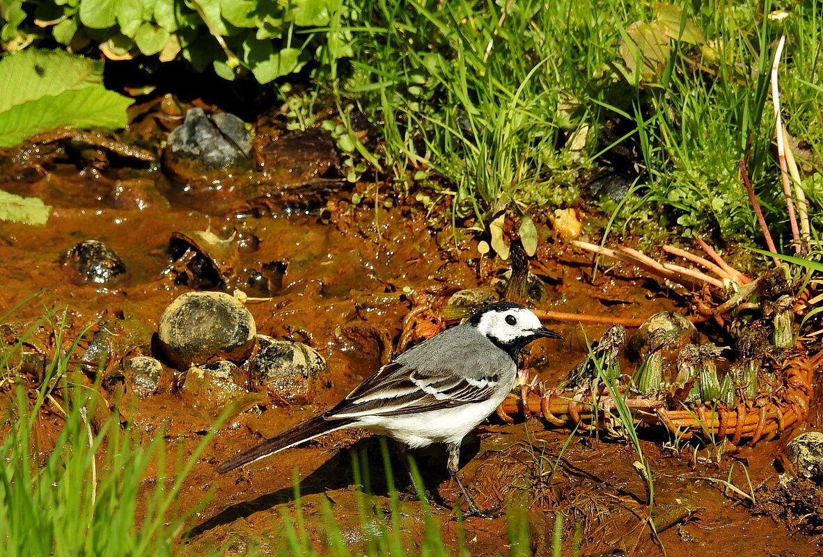 весна - ИННА ПОРОХОВА весна - ИННА ПОРОХОВА