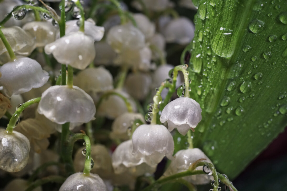 С каплю - sorovey Sol С каплю - sorovey Sol