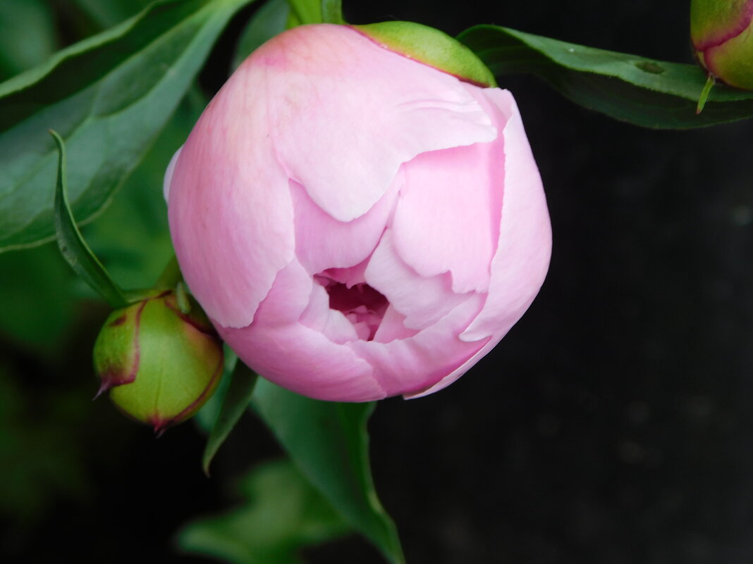 Бутон пиона - Наиля Бутон пиона - Наиля