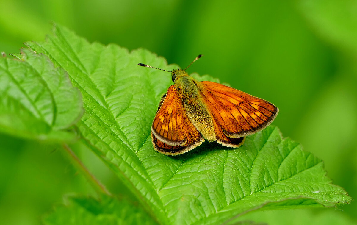 Бабочки, снятые сегодня  3 - Александр Прокудин