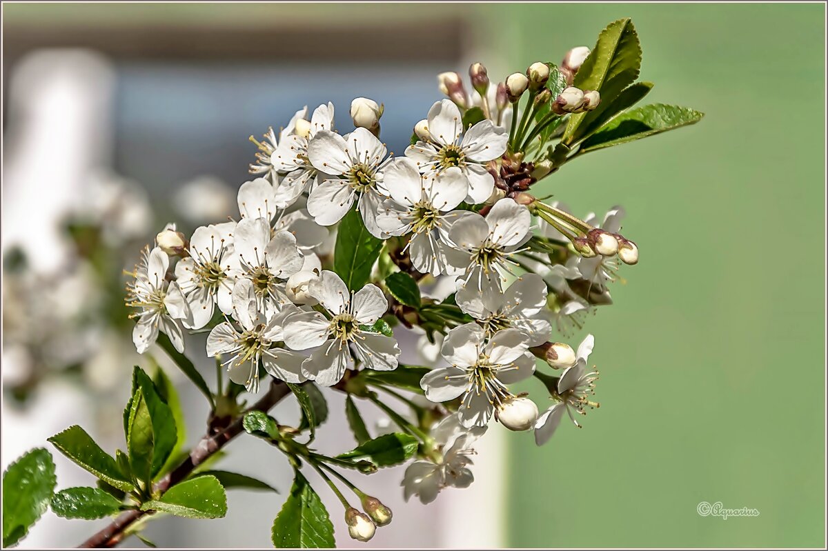 Про май... - Aquarius - Сергей Про май... - Aquarius - Сергей